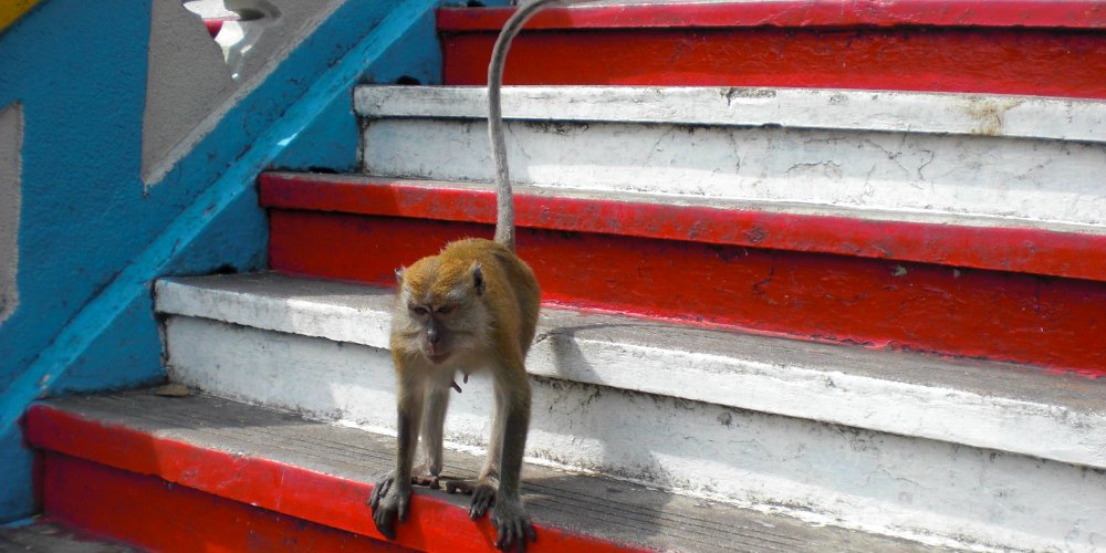 Selangor Monkey